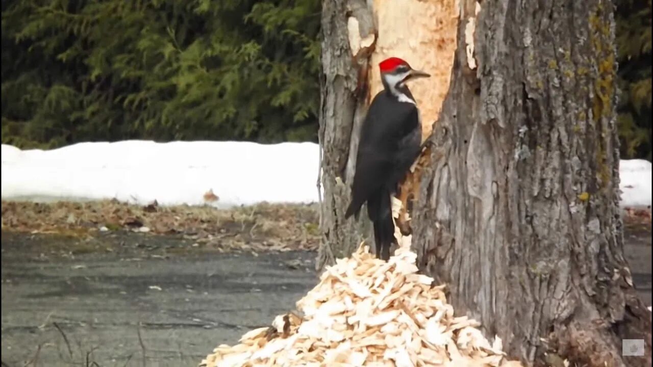 Плотничает