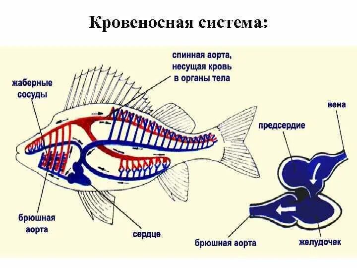 Сердце рыб состоит из камер. Кровеносная система рыб. Строение кровеносной системы рыб. Надкласс рыбы строение сердца. Схема строения кровеносной системы рыб.