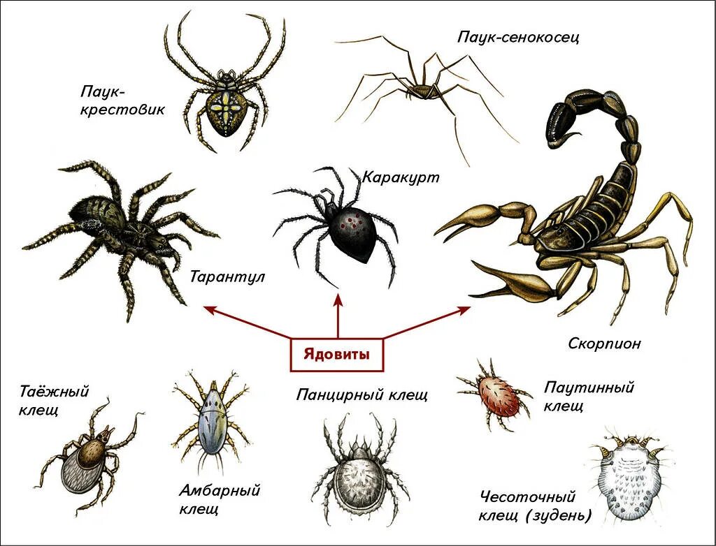 Классификация паукообразных 7 класс. Паукообразные отряд пауки. Скорпионы представители класса паукообразных. Класс паукообразные представители класса. Про паукообразное