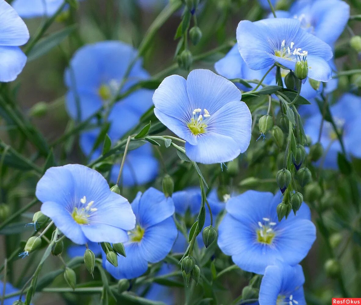 Где растет голубой цветок. Лён обыкновенный долгунец. Цветок Ленок голубой. Лен многолетний сапфир. Лён обыкновенный (Linum usitatissimum l.).