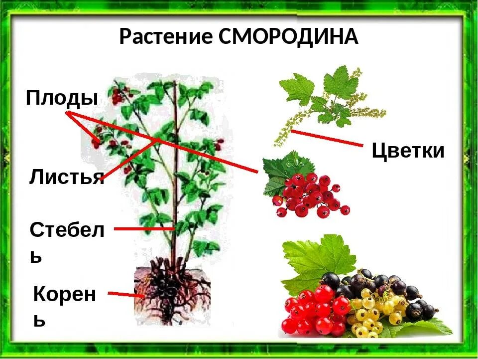 Значение роста в жизни смородины. Смородина белая Версальская. Части смородины. Строение смородины. Смородина части растения.