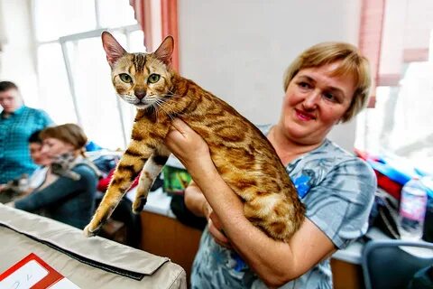 Кошки владивосток
