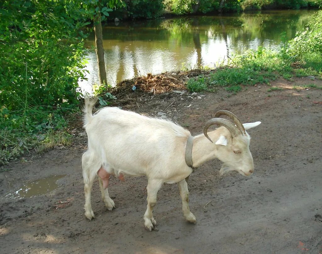 Зааненская рогатая коза. Ельниковский район коза дойная. Козы зааненские рогатые.