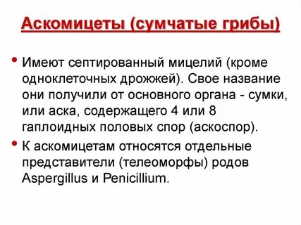 Аскомицеты представители