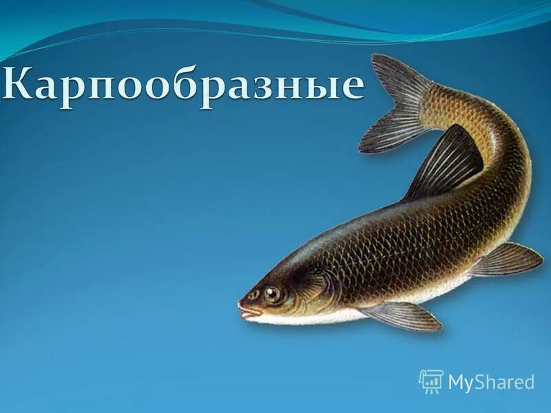 Карпообразные рыбы представители. Карпообразные представители. Отряд карпообразные рыбы. Карпообразные представители. Костные рыбы отряд карпообразные.