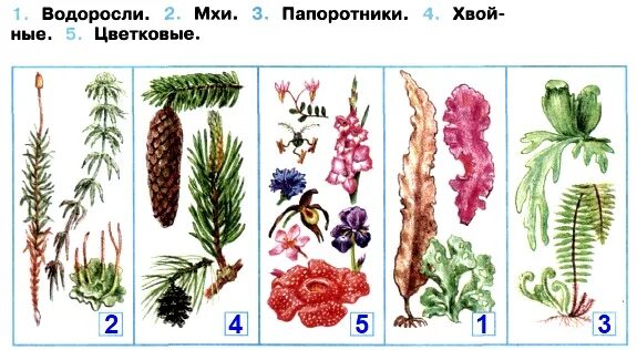 Рисунок многообразие растений. Рисунок многообразие растений