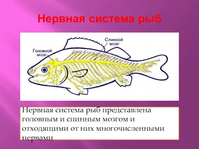 Биология 7 класс нервная система рефлекс инстинкт. Нервная система рыб 7 класс биология. Нервная система рыб 7 класс таблица. Нервная система рыб 7 класс биология таблица.