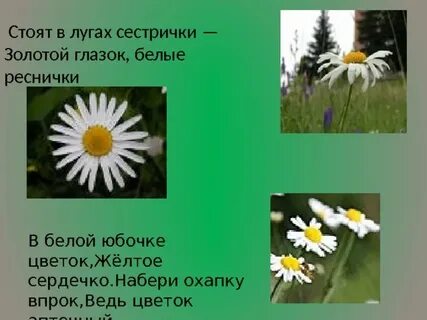 Стоят в лугах сестрички золотой глазок