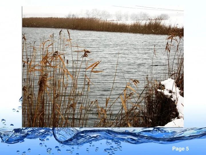 Албаши каневская. Река Албаши Краснодарский край. Исток реки Албаши. Рыбалка на реке Албаши Краснодарский край. Растения и животные реки Албаши.