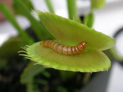 Ӳкерчĕк:Meal worm in venus fly trap.jpg — Википеди.