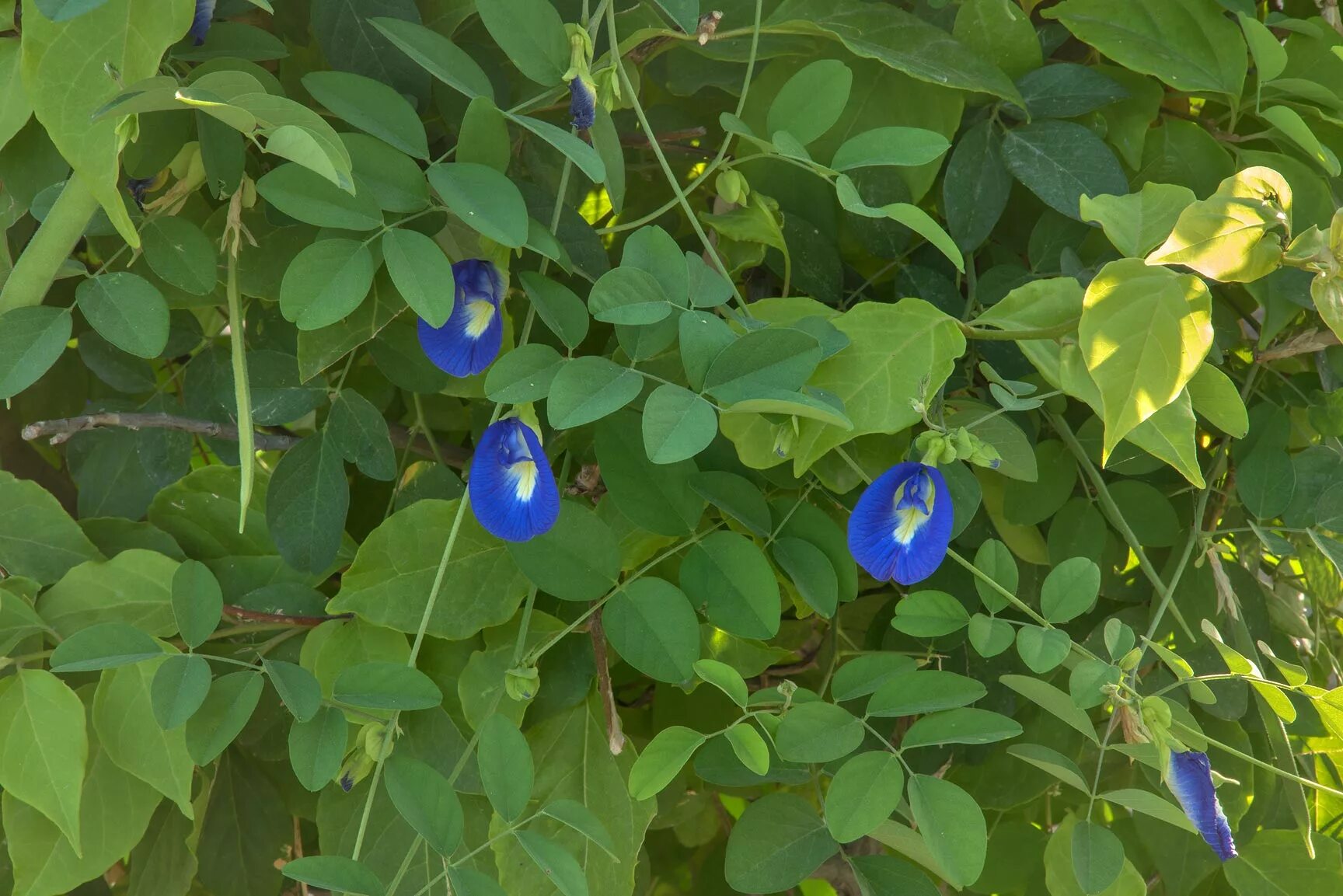 Клитория. Clitoria ternatea. Клитория тройчатая. Клитория крупнолистная.