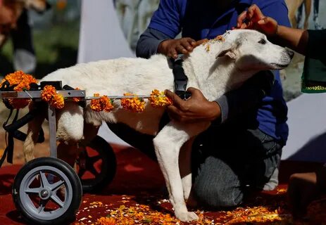 People honoured dogs during the Hindu Festival Kukur Tihar on Monday in Nep...