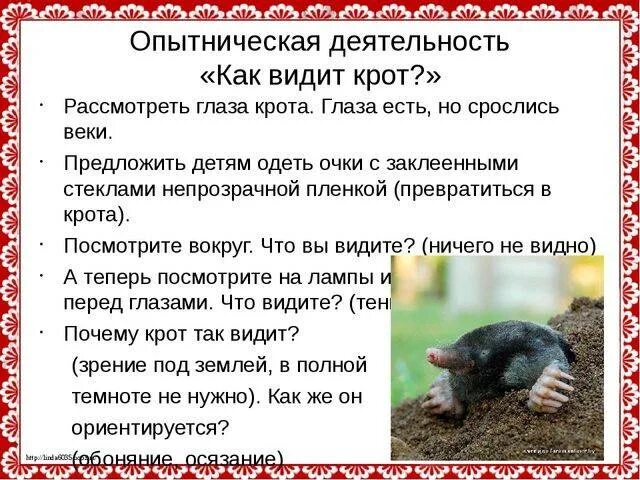 Что значит крот. Кроты слепые. слепой крот. зрение крота. крот презентация.