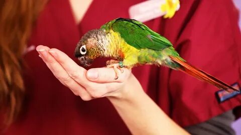 Talking bird