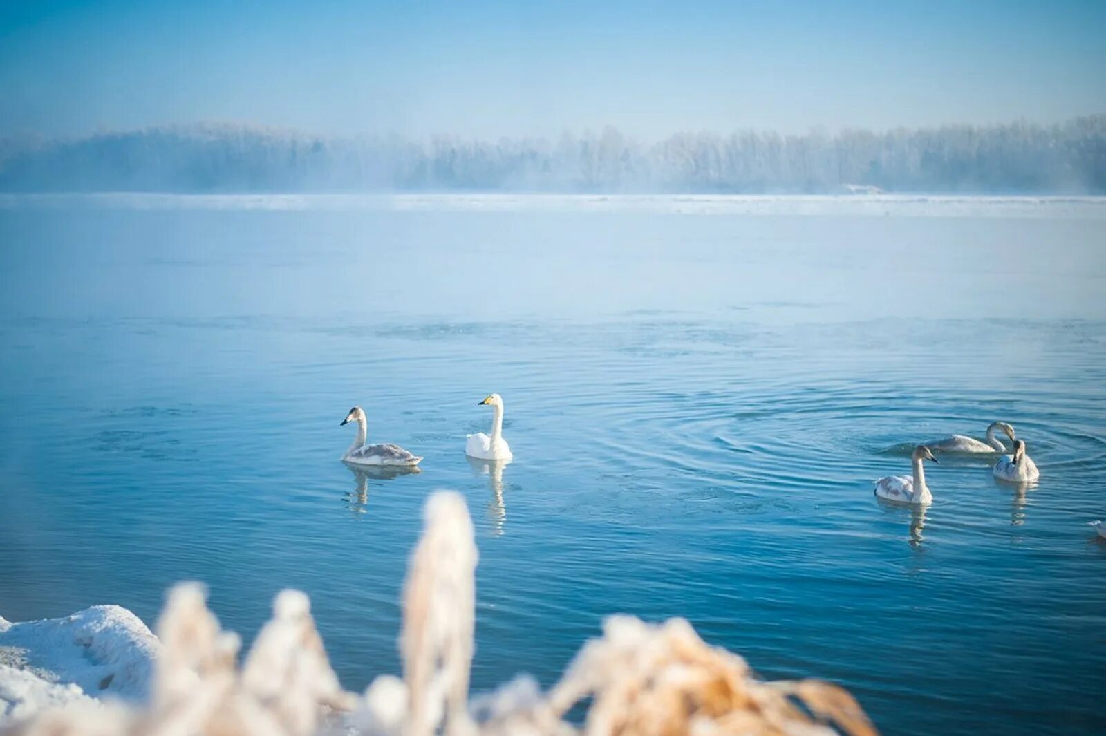 Озеро светлое лебединое. Лебединое озеро светлое алтайский край. лебединое озеро белокуриха. озеро светлое алтайский край лебеди. лебединое озеро алтай белокуриха.