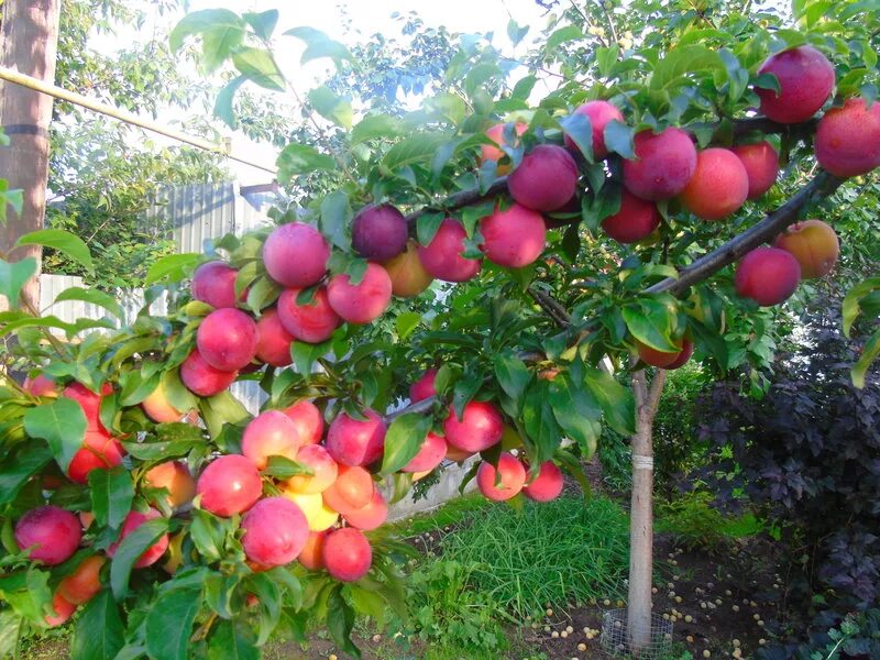 слива русская (алыча) кубанская комета. алыча комета опылители. айва кубанская комета. сорт алычи кубанская комета. алыча гибридная (слива русская) кубанская комета.