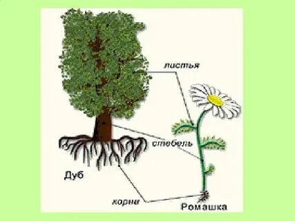 Опорная схема многообразие видов растений