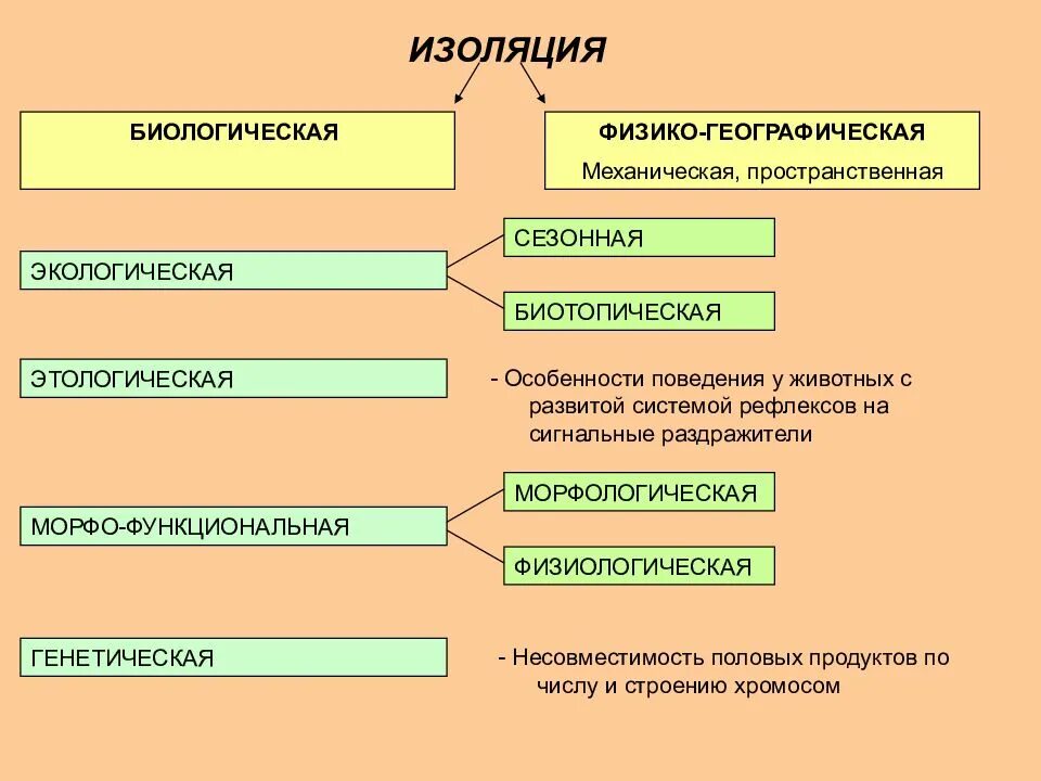 Услуги какие бывают окружающий. Типы биологической изоляции. Типы изоляции в биологии. Типы изоляции в биологии таблица. Виды изоляции популяций.