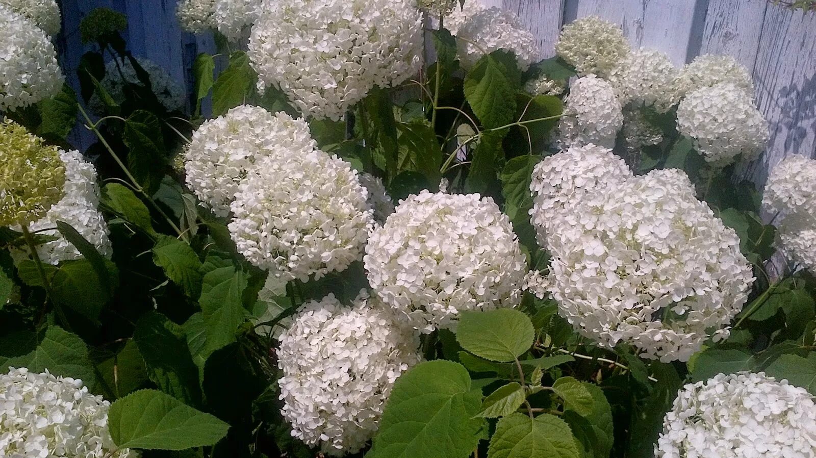 Hydrangea macrophylla 'Schneeball' - hydrangea ( syn. Hydrangea Snowball ) Hydra