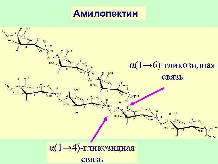 Связь 4 гликозидная. Альфа Альфа гликозидная связь. Вторичная структура амилопектина. Амилопектин гликозидные связи. Бета 1 6 гликозидная связь.