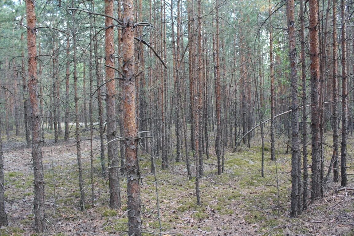 Характеристика древостоя. Древостой элемента леса. Сосновый лес актобе. Древостой это. Деревья кировской области сосны.