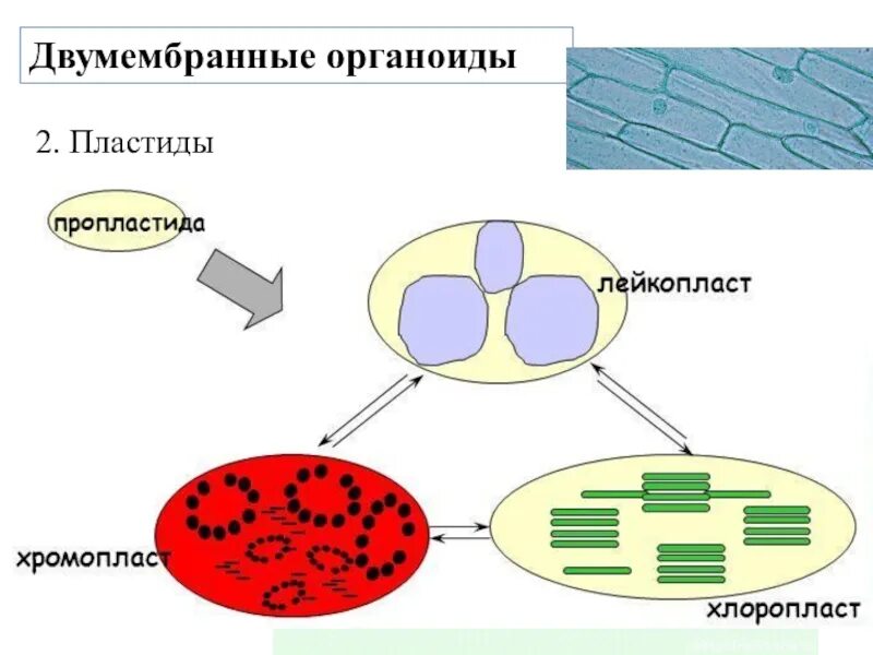 Хлоропласт двумембранный. Хромопласты двухмембранные. Двухмембранные пластиды хлоропласты. Хромопласты и лейкопласты двумембранные органоиды. Превращение лейкопластов в хлоропласты.