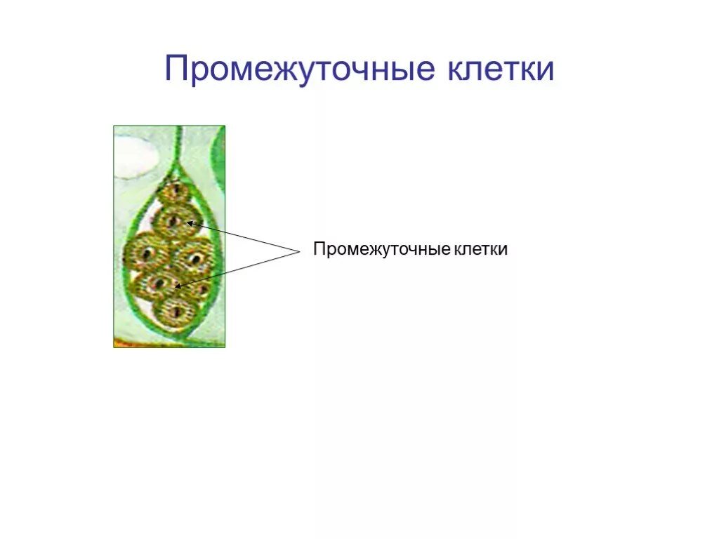 Типы клеток кишечнополостных 7 класс биология. Промежуточные биология. Промежуточные биология. Промежуточная аттестация по биологии пятый класс. Микрофиламенты и промежуточные филаменты.