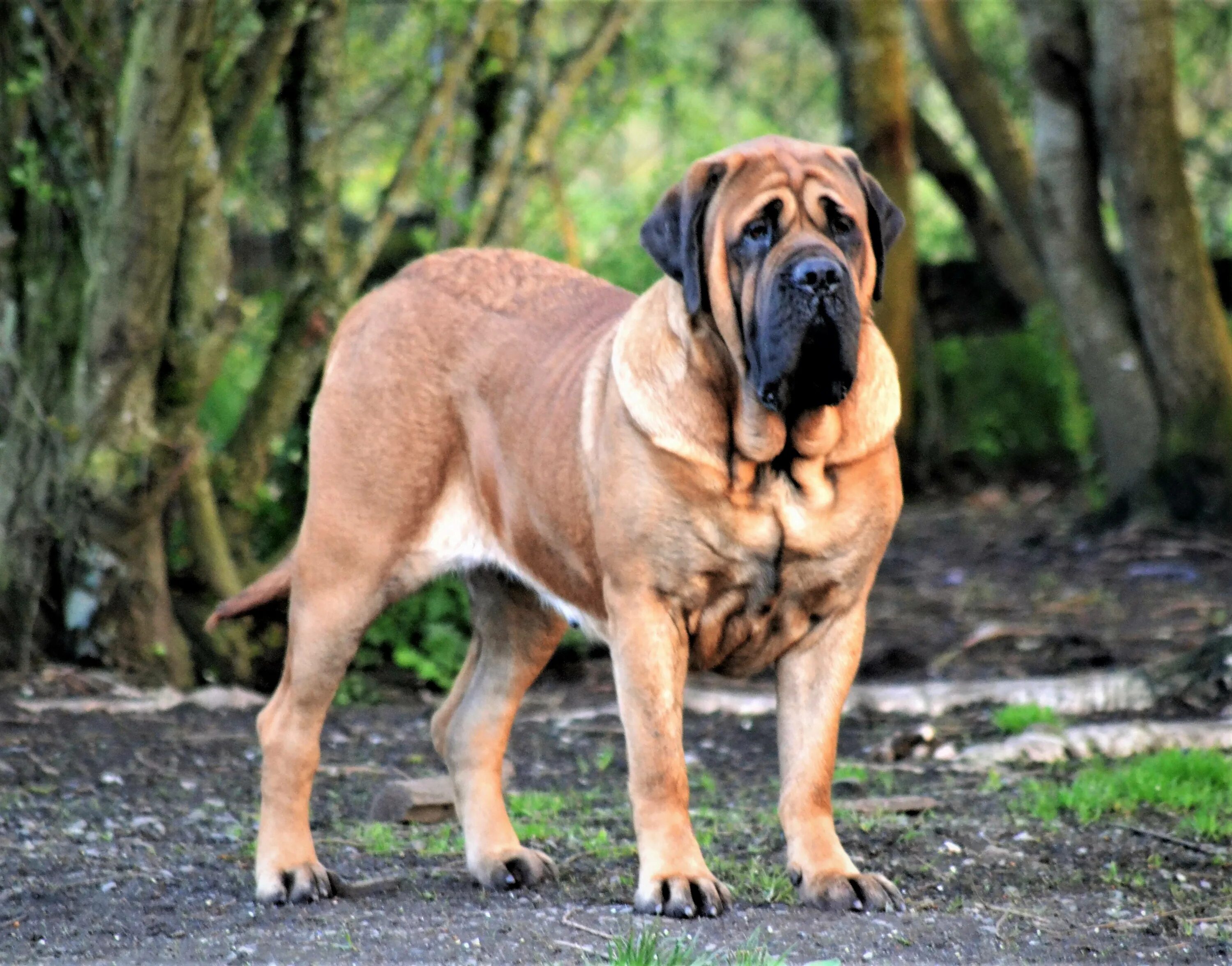 Мастиф тибетский мастиф. Мастино неаполитано. Мастиф характеристика породы. Мастино неаполитано неаполитанский мастиф. Мастиф собака английский.