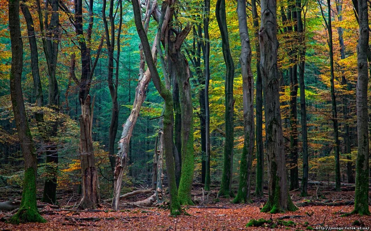 Невероятный лес. Lars van de Goor фотографии. Необычный лес. Странный лес.