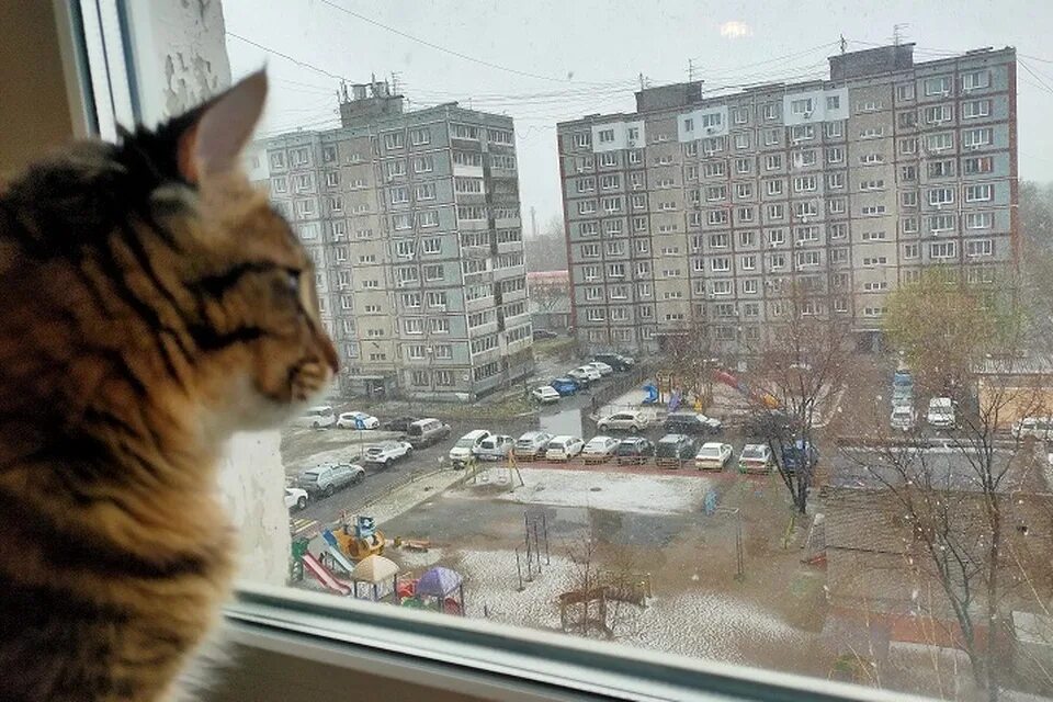 1 май хабаровск. Первый снег в городе. Ветер в городе. 1 Мая кот. Майский снегопад.