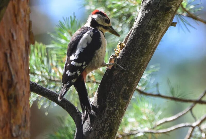 Звук дятла в лесу. Дятел фото птицы. Дятел долбонос. Дятел стучит. Дятел на сосне.