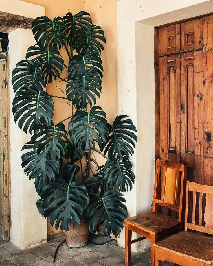 Monstera Care Guide - How to grow a huge Monstera fast. Plantendecor, Kamerplant