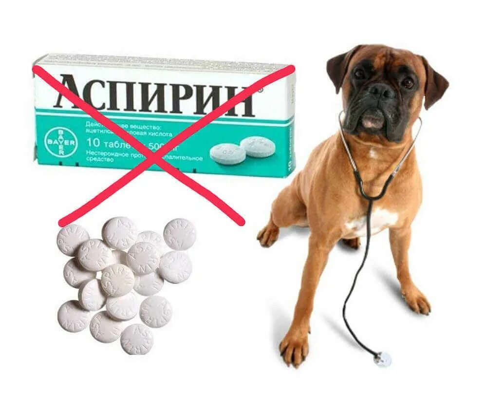 Можно собаке дать обезболивающую таблетку. Собачьи таблетки. Таблетки для собак. Таблетки от отравления для собак. Опасные лекарства для собак и кошек.