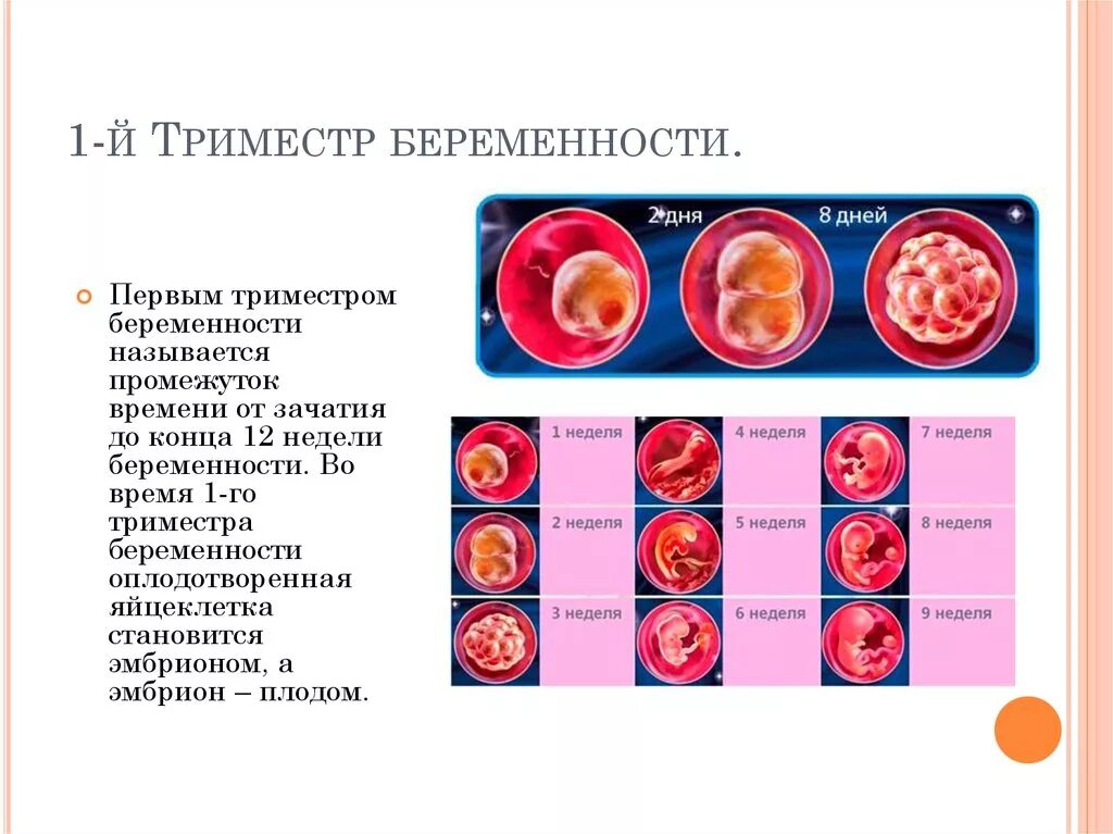 Забеременела через 1. Развитие эмбриона в 1 триместре. Ранний признаки симптомы беременности 1 триместр. Формирование плода в 1 триместр. Беременность 1 триместр в неделях беременности.