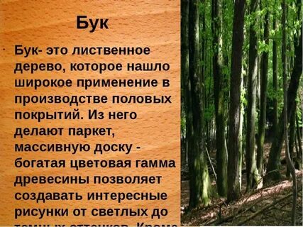 Доклад про древесину