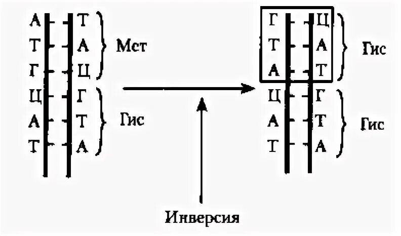 Инверсия это в биологии. Перицентрическая инверсия хромосомы. инверсия днк. инверсия это в генетике. инверсия биология мутация.