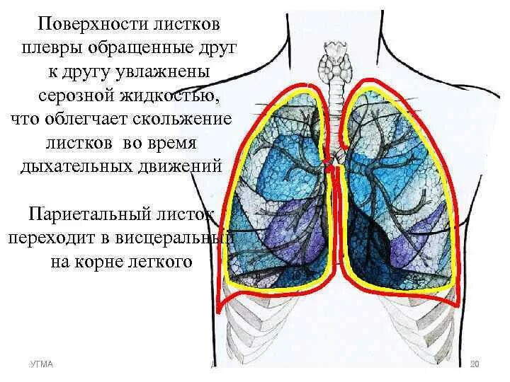 Оболочка легких 6. Висцеральная плевра легкого. Висцеральная (легочная) плевра. Плевра – серозная оболочка лёгкого. Листки плевры.