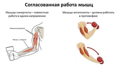 Пара мышц являющихся по своим функциям антагонистами