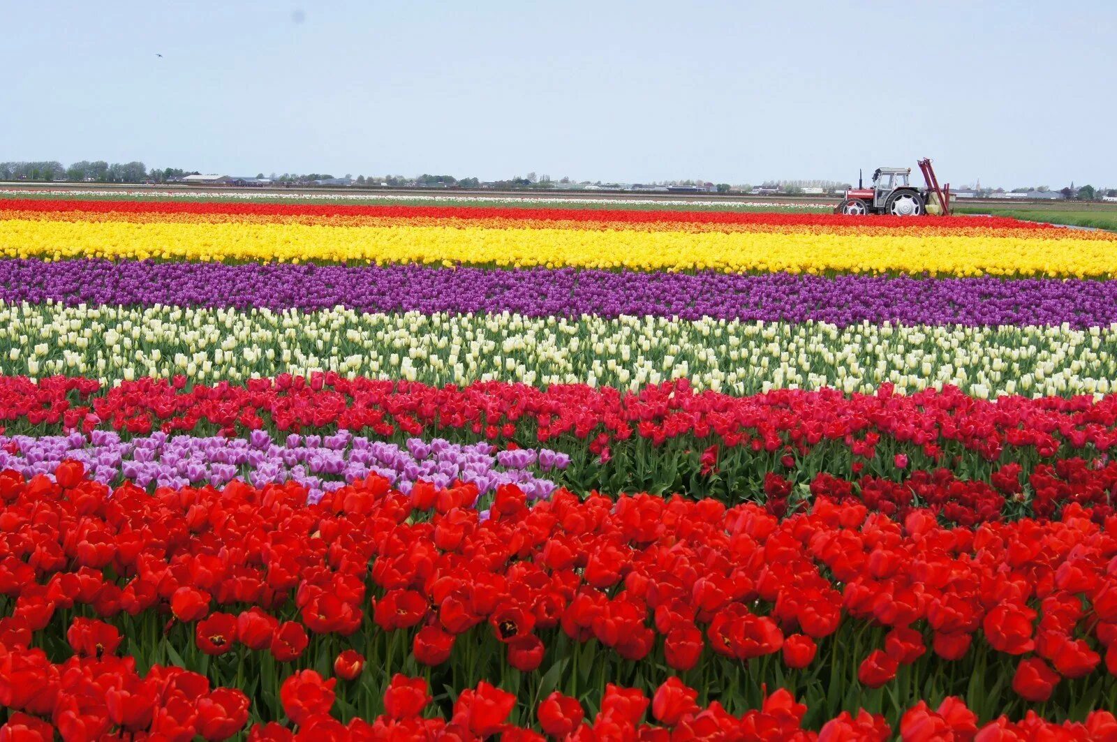 Где находится тюльпановое поле. Тюльпановые поля в Голландии. Амстердам тюльпановые поля. Амстердам тюльпаны плантации.