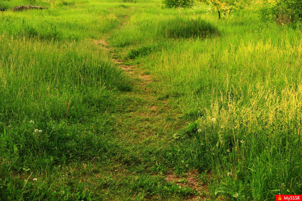 заросший участок. заросшая тропинка. поля травою заросли. дорога заросшая травой. степной бурьян.