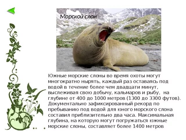 Морской слон. Морские слоны описание. Морской слон презентация. Южный морской слон mirounga leonina. Морские слоны описание.