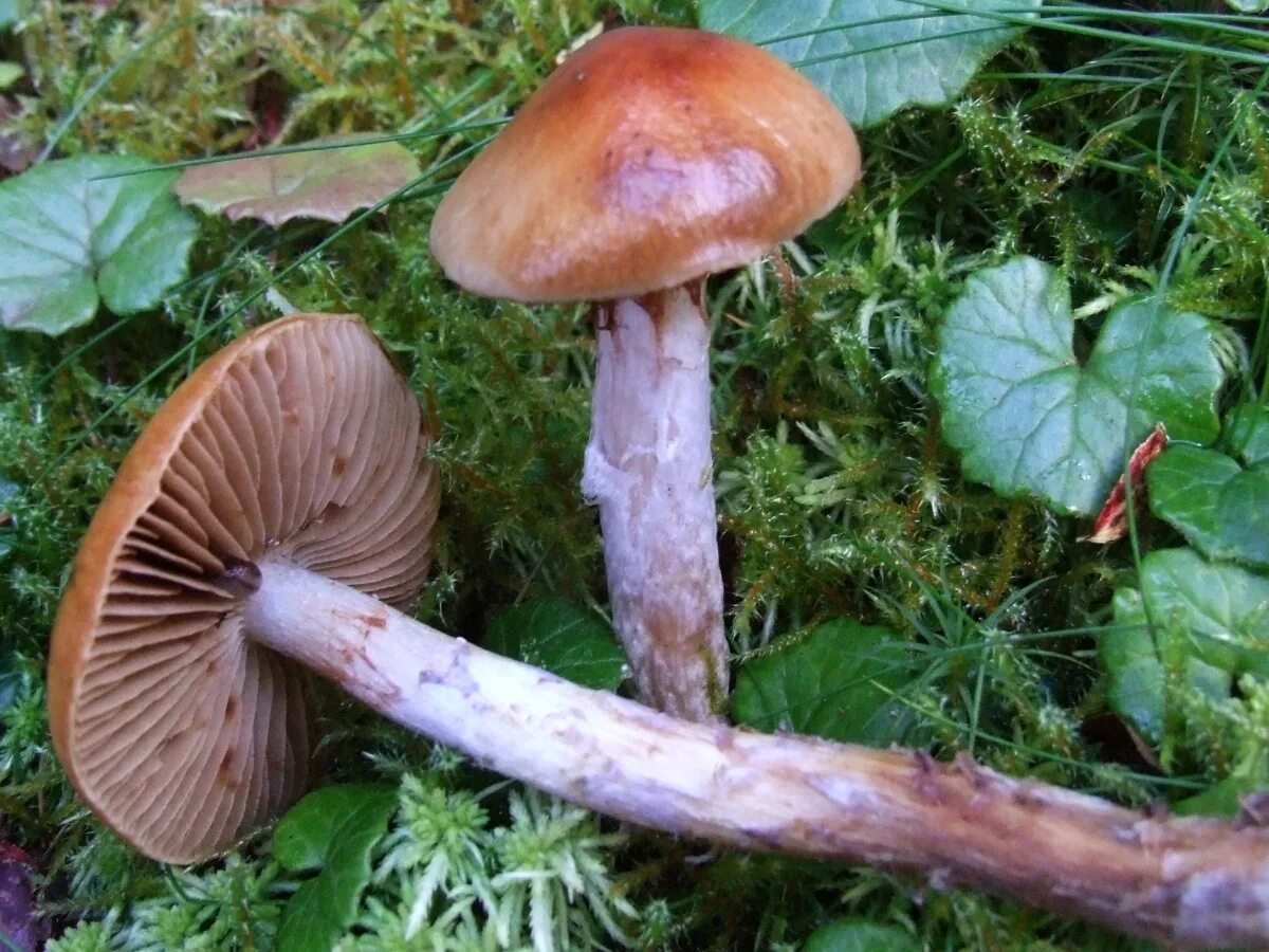 Съедобен ли паутинник. Паутинник желтый (cortinarius triumphans). паутинник пачкающий cortinarius collinitus. паутинник триумфальный - cortinarius triumphans. паутинник сосновый.