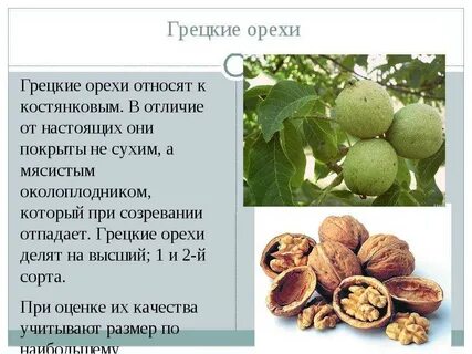 Сколько плодов дает орех