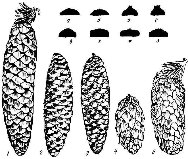 Чешуйка шишки ели. Ель Сибирская семенные чешуи. Чешуя шишки сосны обыкновенной. Пихта Сибирская семенные чешуи. Семенная чешуйка сосны обыкновенной.