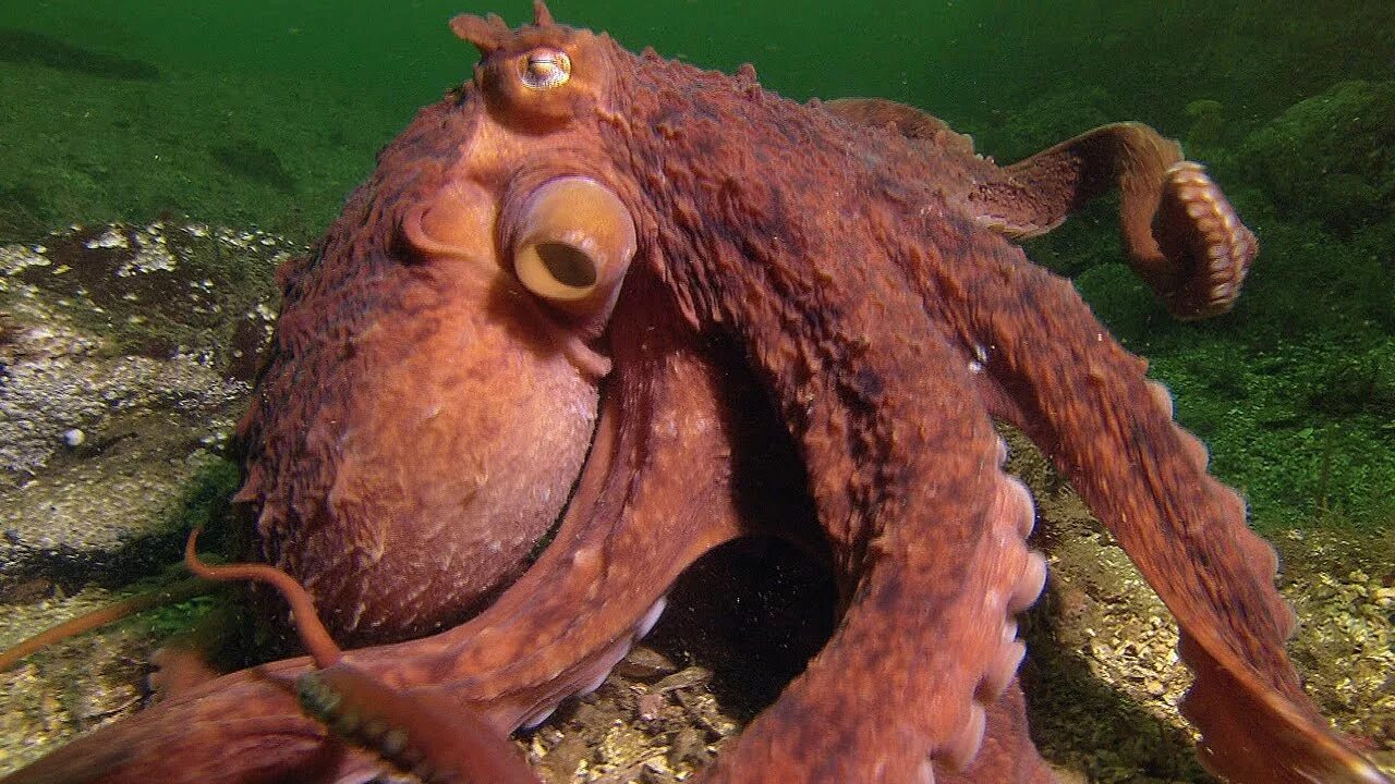 Giant Pacific Octopus. Дальневосточный гигантский осьминог. Гигантский осьминог. Гигантский Тихоокеанский осьминог.