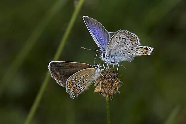 Пол у самок бабочки. Голубянка самка. Бабочка голубянка самец. Голубянка самец и самка. Бабочка голубянка самка.