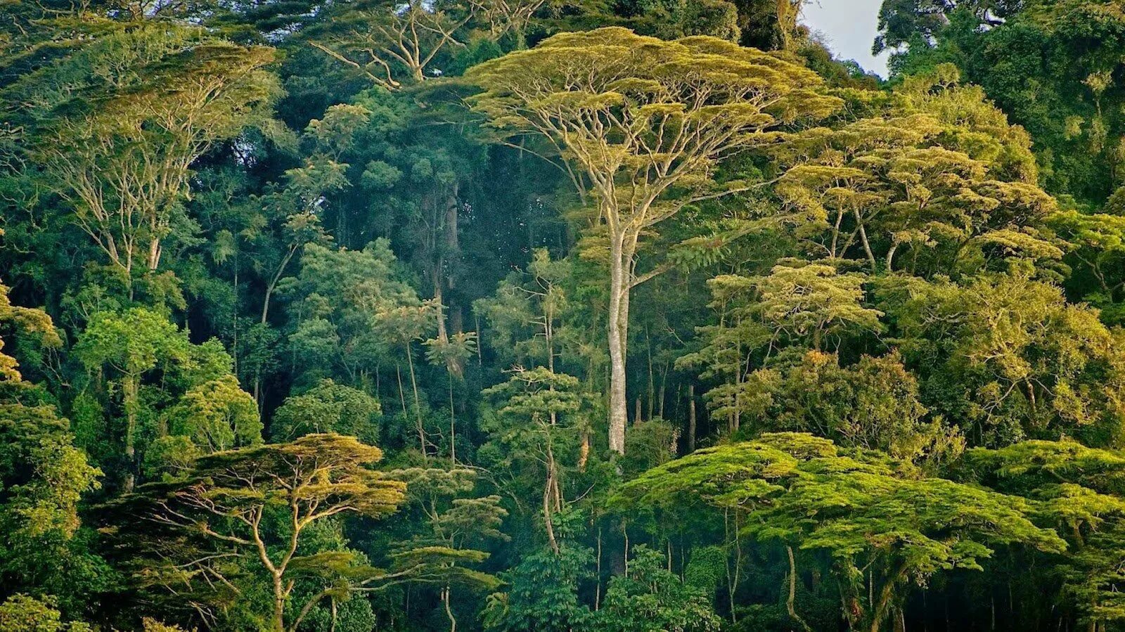 Amazon borneo congo. Джунгли Сельва Мексика. Тропические леса Танзании. Вечнозеленые тропические дождевые леса. Тропические дождевые леса Африка.
