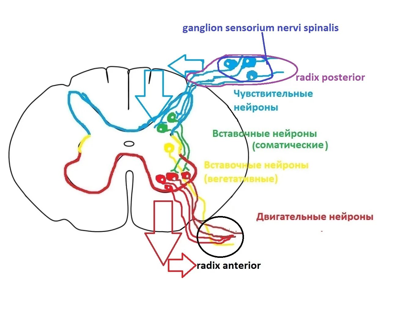 Какие нейроны в рогах спинного мозга. Вегетативная нервная система схема спинного мозга. Задние рога спинного мозга содержат Нейроны. Спинной мозг строение чувствительный Нейрон. Двигательные Нейроны спинного мозга.