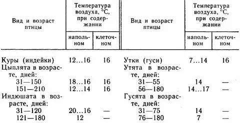 Оптимальная температура в курятнике для несушек