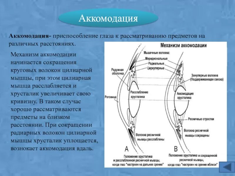 Практическая работа принцип работы хрусталика биология. Аккомодация аккомодационный аппарат. Объясните физиологические механизмы аккомодации. Механизм аккомодации глаза схема. Механизм аккомодации глаза физиология.